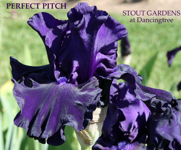 Iris PERFECT PITCH
