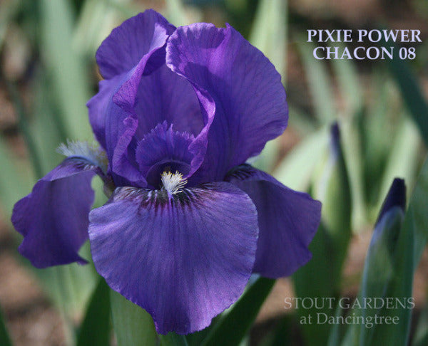 Iris PIXIE POWER