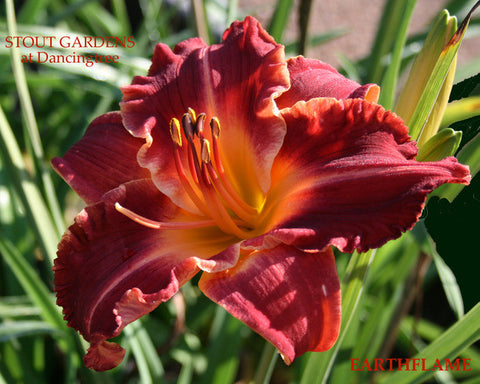 Daylily Earth Flame