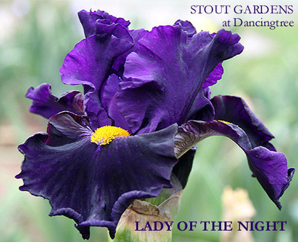 Iris LADY OF THE NIGHT