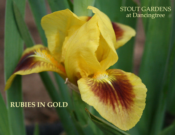 Iris RUBIES AND GOLD