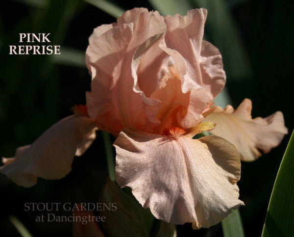 IRIS PINK REPRISE