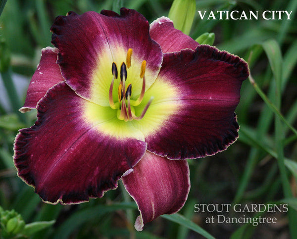 Daylily VATICAN CITY