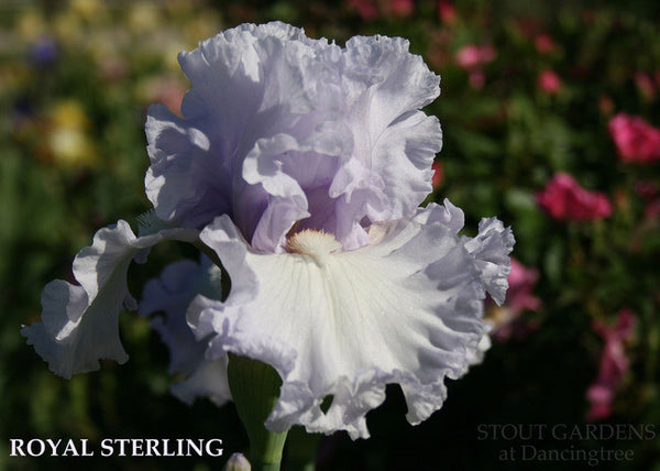 IRIS ROYAL STERLING