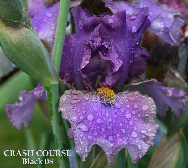 IRIS CRASH COURSE