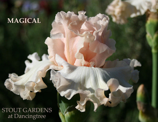 IRIS MAGICAL