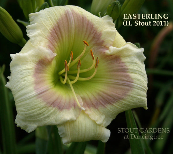 Daylily EASTERLING