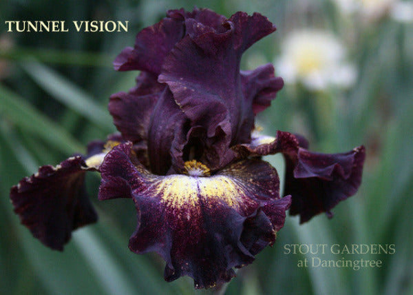 Iris TUNNEL VISION