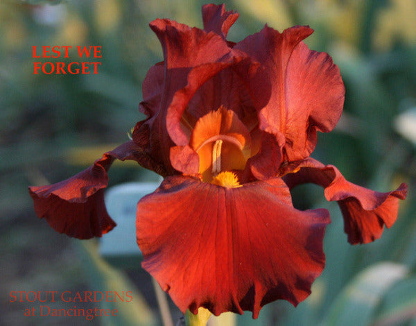 Iris LEST WE FORGET