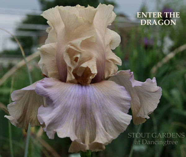 Iris ENTER THE DRAGON