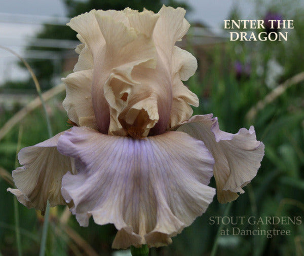 Iris ENTER THE DRAGON