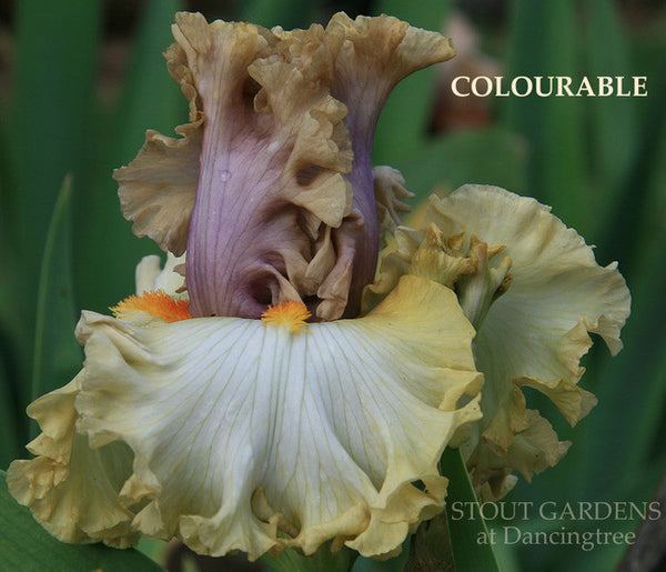 Iris COLOURABLE