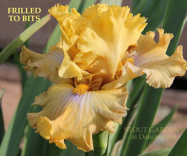 Iris FRILLED TO BITS