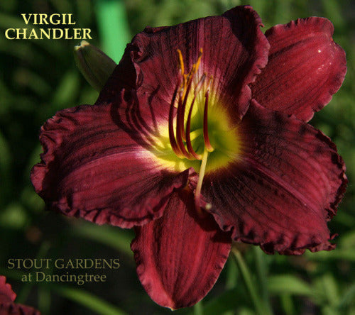 Daylily VIRGIL CHANDLER