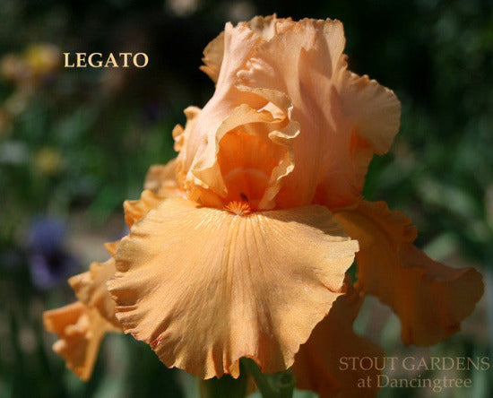 IRIS LEGATO