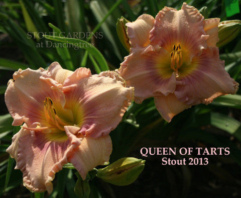 Daylily Queen Of Tarts