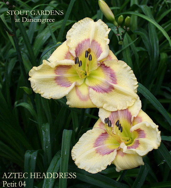 Daylily AZTEC HEADDRESS