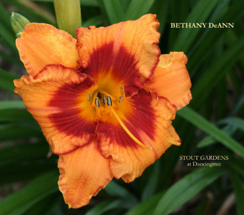 Daylily BETHANY DeANN