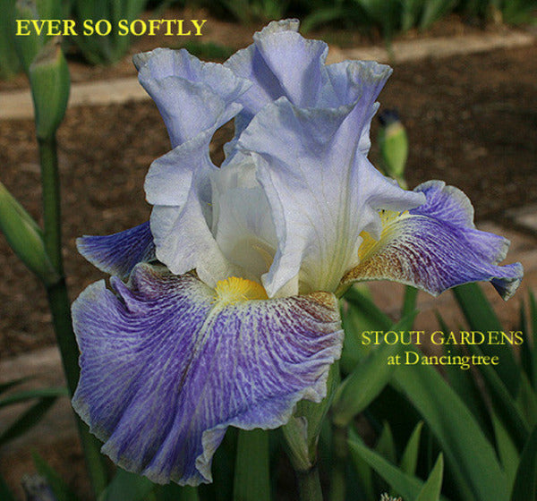 Iris EVER SO SOFTLY