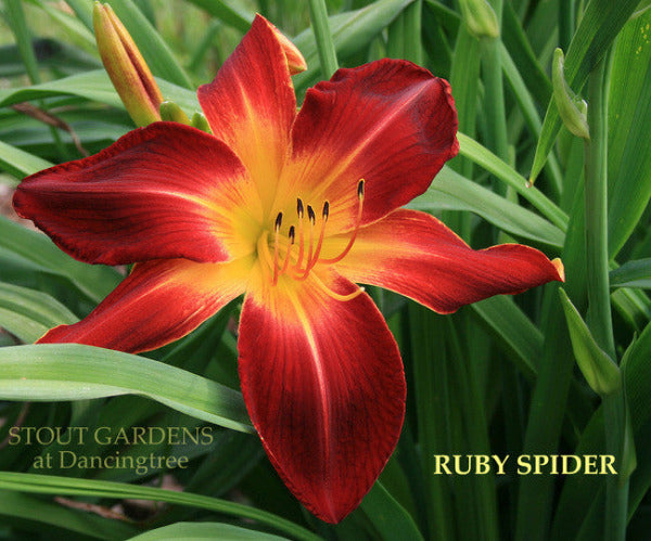 Daylily RUBY SPIDER