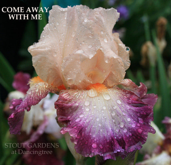 Iris COME AWAY WITH ME