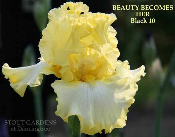 Iris BEAUTY BECOMES HER