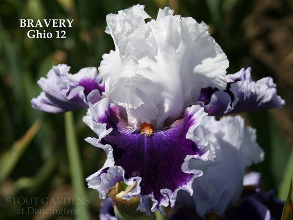 Iris BRAVERY