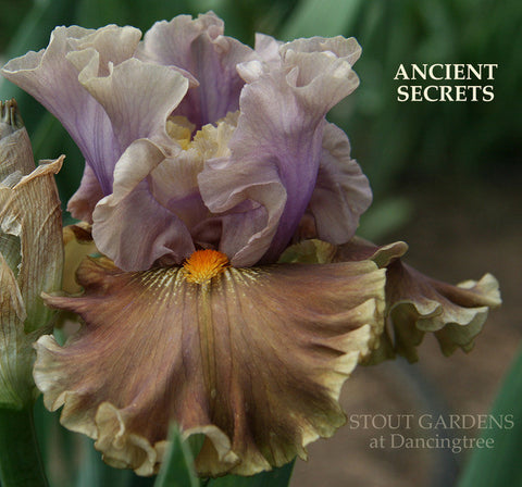 Iris Ancient Secrets