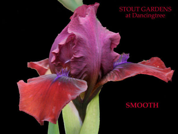 Iris SMOOTH
