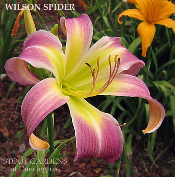 Daylily WILSON SPIDER
