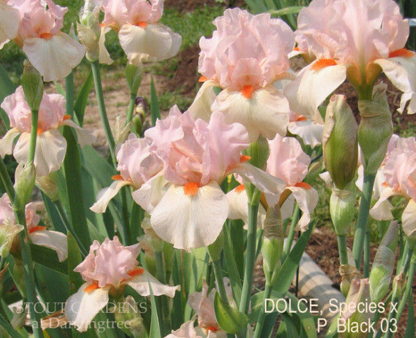 IRIS DOLCE'