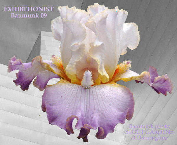 Iris EXHIBITIONIST