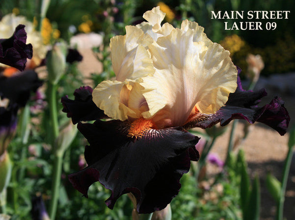 Iris MAIN STREET