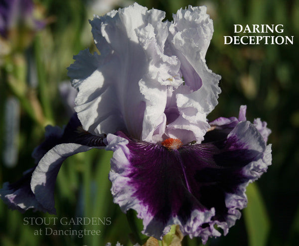 Iris DARING DECEPTION