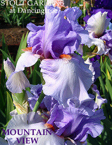 Iris MOUNTAIN VIEW