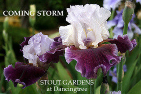 Iris Coming Storm