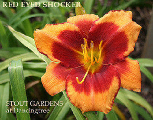 Daylily RED EYED SHOCKER
