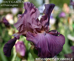 Iris MISSION IMPOSSIBLE