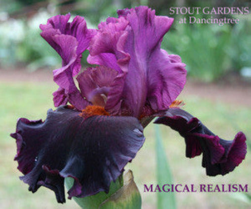 IRIS MAGICAL REALISM