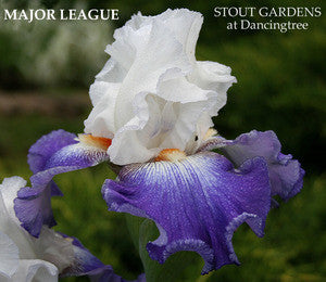 Iris MAJOR LEAGUE