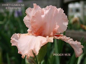 Iris PEGGY SUE
