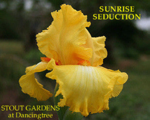 Iris SUNRISE SEDUCTION