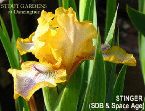 Iris STINGER
