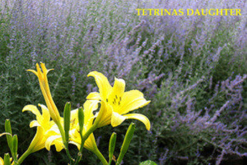 Daylily TETRINAS DAUGHTER