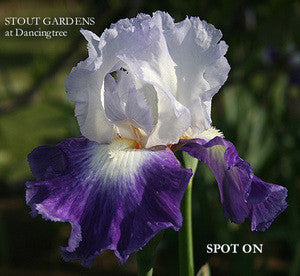 Iris Spot On