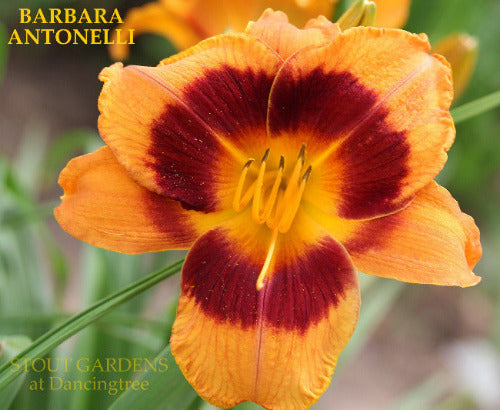 Daylily Barbara Antonelli