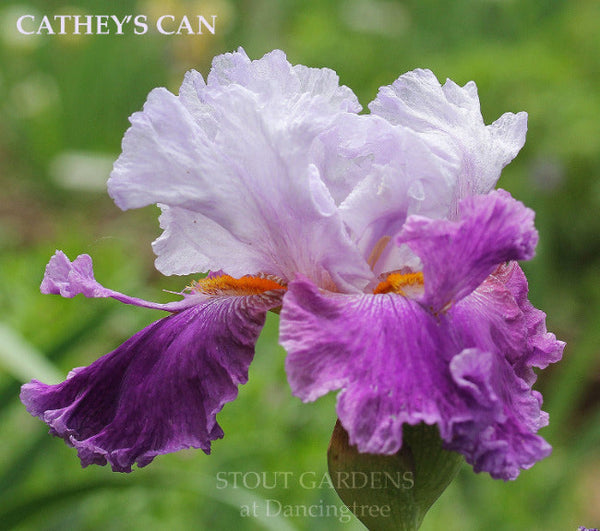 Iris Cathey's Can
