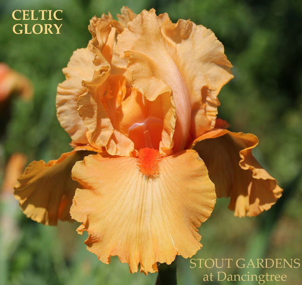 Iris Celtic Glory