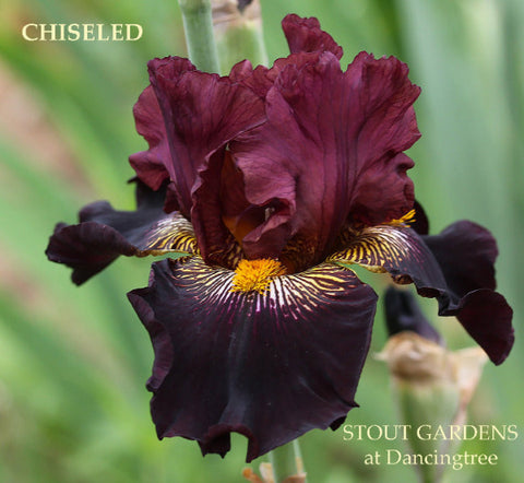 Iris Chiseled
