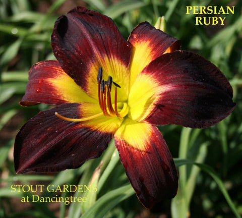 Daylily Persian Ruby